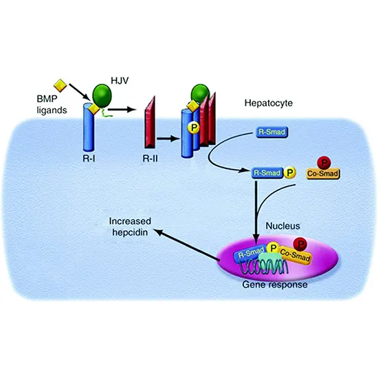 Beta Thalassemia - BCL1 and HBS1L - MYB Polymorphism